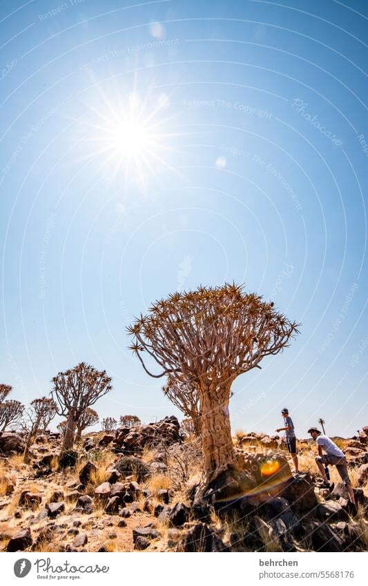 gnarled Kokerboom tree Tree Exceptional Namib desert Sun Sunlight Namibia Africa Desert Colour photo Vacation & Travel Nature Sky especially Impressive
