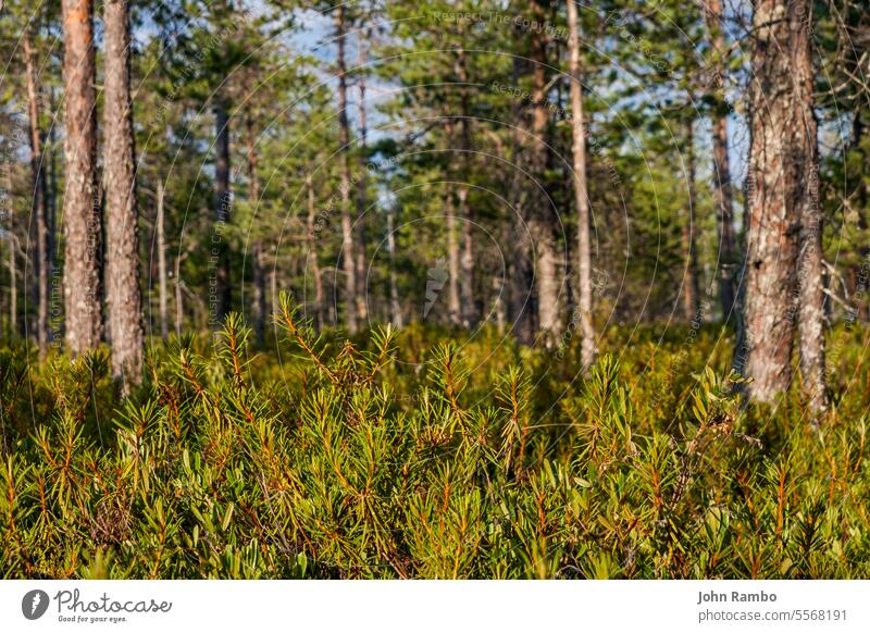 Green pine needles in sunny forest green tree background nature branch bright closeup sunlight color summer evergreen plant season environment coniferous leaves