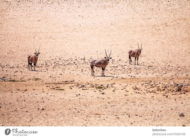 three who stare Free Wild Sand Africa Desert Namibia Far-off places Wanderlust Colour photo Loneliness Adventure Vacation & Travel Freedom Nature Warmth