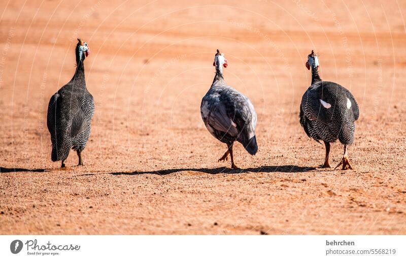 the three graces plumage feathers Gamefowl fowls guinea fowl Animal protection Love of animals especially Freedom Nature Vacation & Travel Namibia Africa