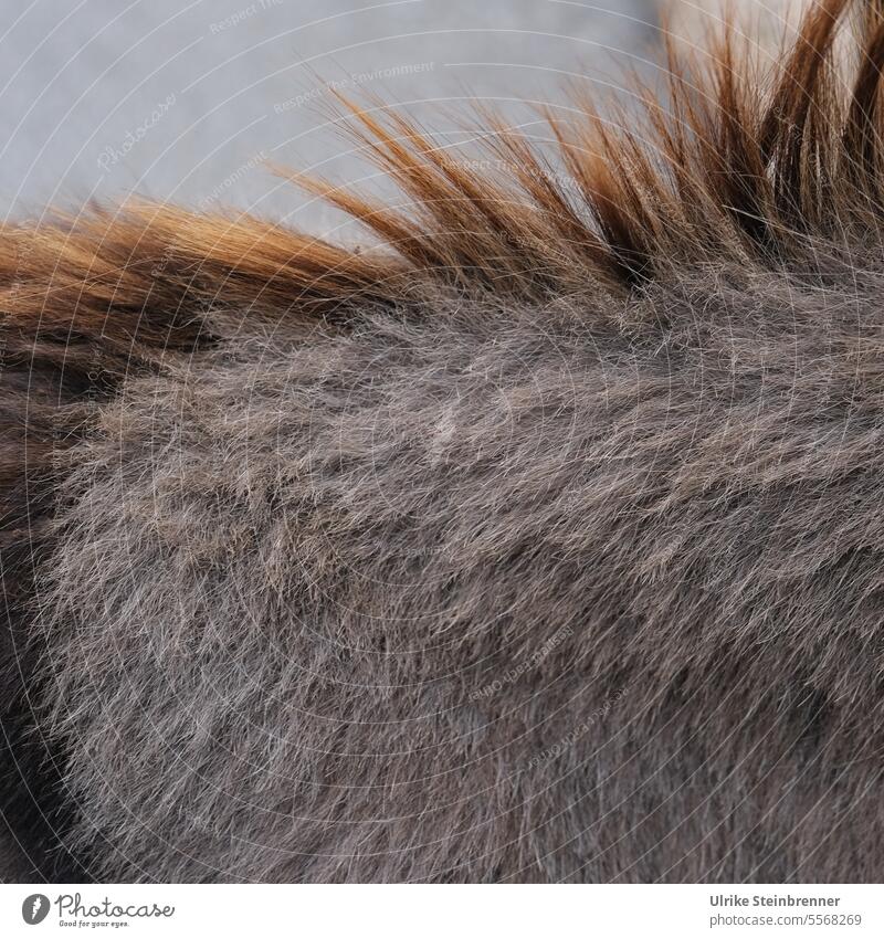 The hairs on the back of the donkey's neck stand up Donkey Animal Love of animals Sardinia Animal portrait Mammal Farm animal Animal protection Be confident