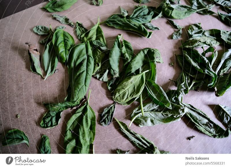 basil leaves drying on table ingredient spice green leaf herbs natural culinary aromatic organic healthy food fresh cooking freshness flavor vegetarian herbal
