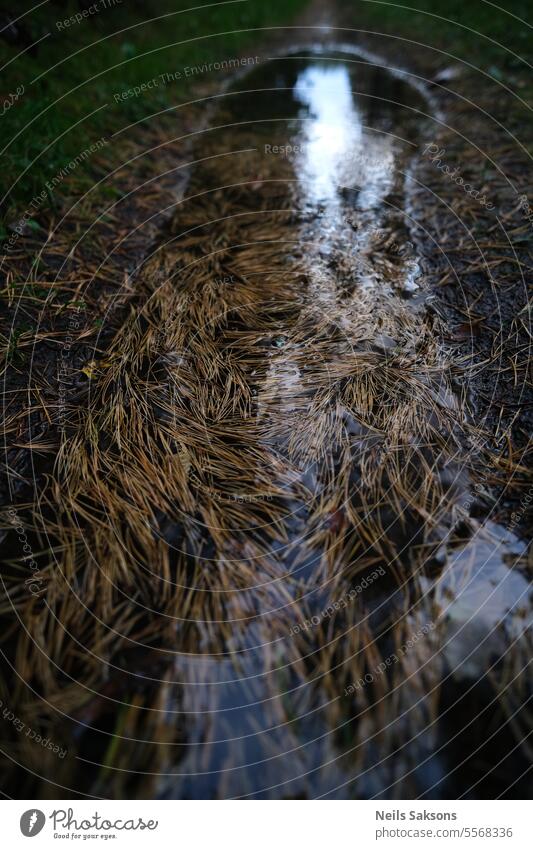 pine needles in the puddle on forest road autumn day foliage leaf natural nature october outdoor outside park pathway plash rain rain puddle reflection