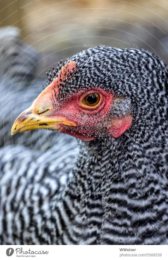 A pretty patterned chicken dares to make eye contact Poultry Farm animal Bird eyeballed Eyes portrait Beak Head Bird's head inquisitorial observantly plumage