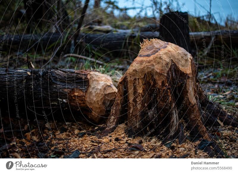 Correct handling of woody plants after beaver damage - leave it :-) Beaver Beaver Eating Tree Tree trunk tree trunks Timber Colour photo Deserted Landscape