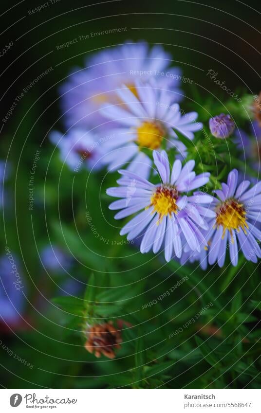 Small asters bloom in the garden Aster Dwarf starling asteraceae composite blossoms flowers plants Garden Green purple Yellow petals Delicate