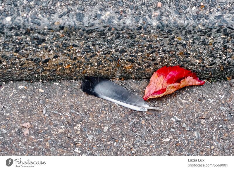 Pigeon feather and red vine leaf have come to rest next to each other on the edge of the sidewalk luminescent urban To fall Leaf foliage Transience
