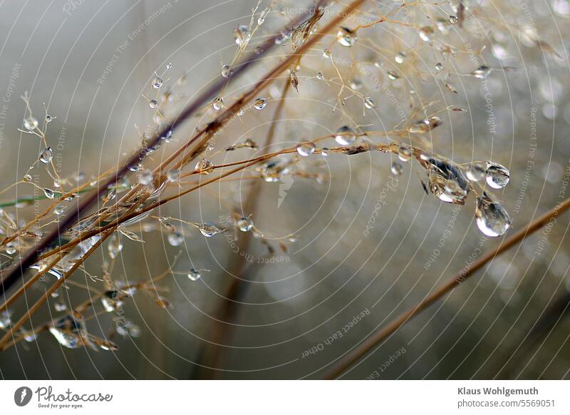 After the rain, the dry grasses hang down heavily under the weight of the raindrops. Rain Drop Wet wet grass Macro (Extreme close-up) Close-up Grass Autumn