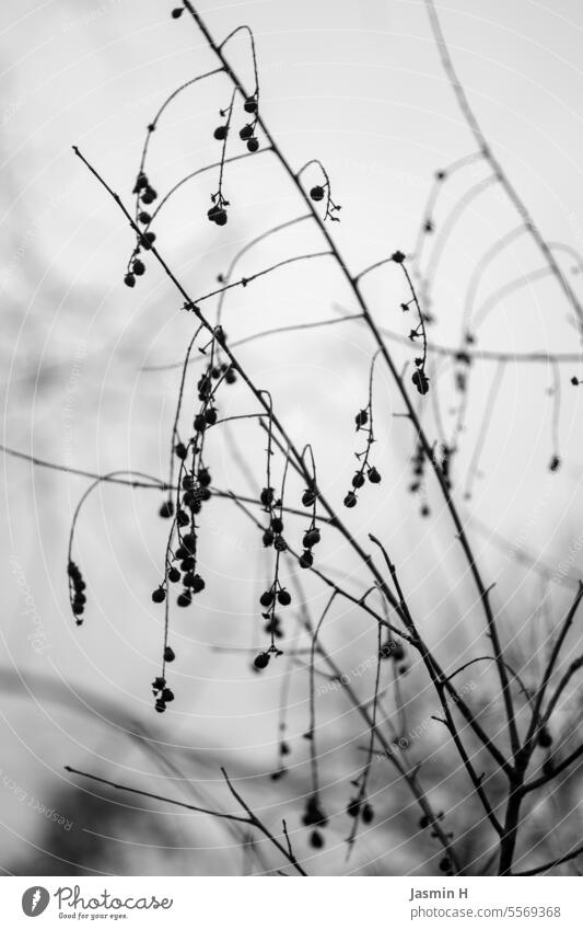 b/w branch/branch nature Black & white photo out Exterior shot Nature Deserted Environment Gray branches Twigs and branches twigs Branches and twigs Winter