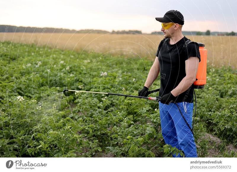 Agronomist in protective glasses and gloves with mist sprayer treats blooming potato plantation from pests, colorado beetle and fungus infection. Harvest processing. Protection and care agriculture