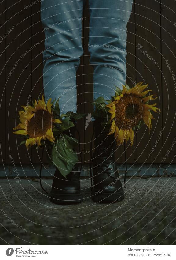 sunflowers Sunflowers Boots Yellow Nature Sunflower field Field Flower naturally Blossom pretty Plant Blossoming Exterior shot Landscape Agriculture Green