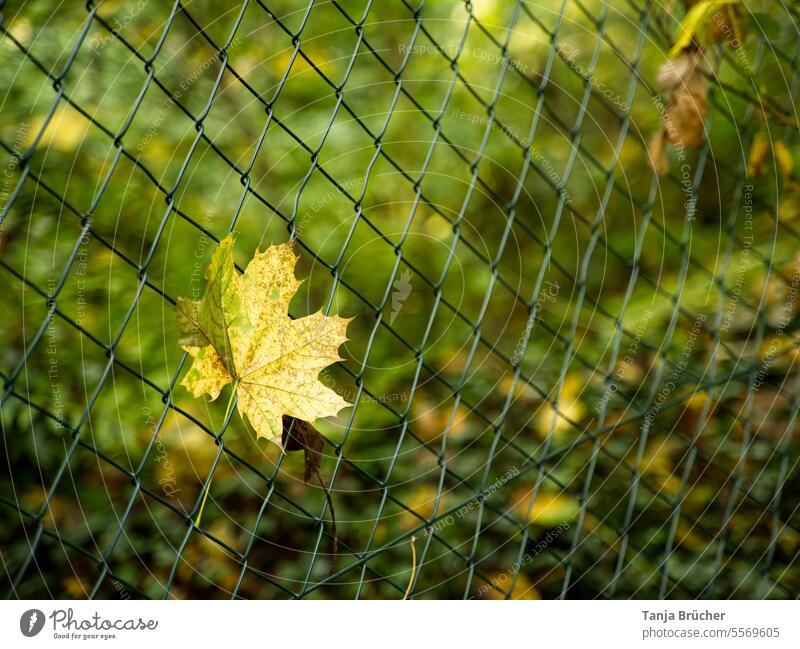 Single yellow maple leaf clings to the wire mesh fence Maple tree Maple leaf Autumn leaves To hold on falling leaves Release Wire netting fence Leaf