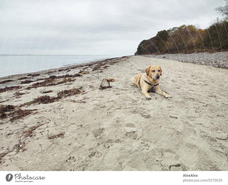 3000 | Mäuschen Mo - a blond Labrador and the best dog in the world - lies on a Baltic Sea beach in the fall after a storm and looks towards the dune Crossbreed