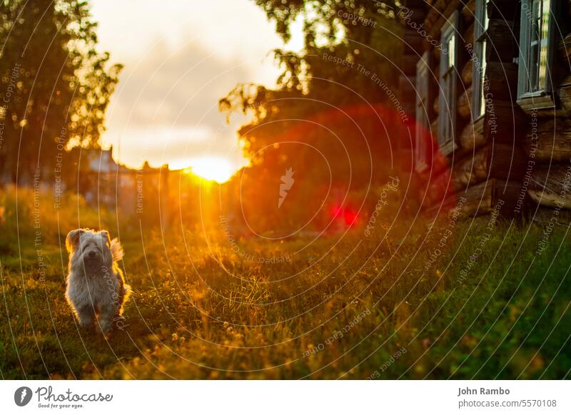 Lap-dog at sundown in village background green nature summer cute bright animal pet rustic spring beautiful beauty puppy young happy portrait white yellow smile