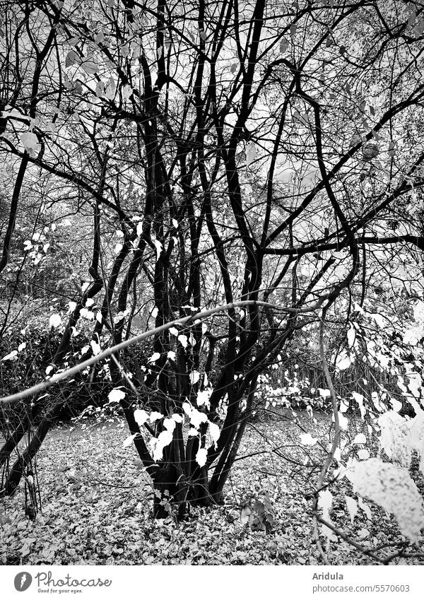 Autumnal shrub in b/w branches twigs Twigs and branches Nature Branches and twigs Tree Winter Bleak leaves ramified ramification foliage Autumn leaves