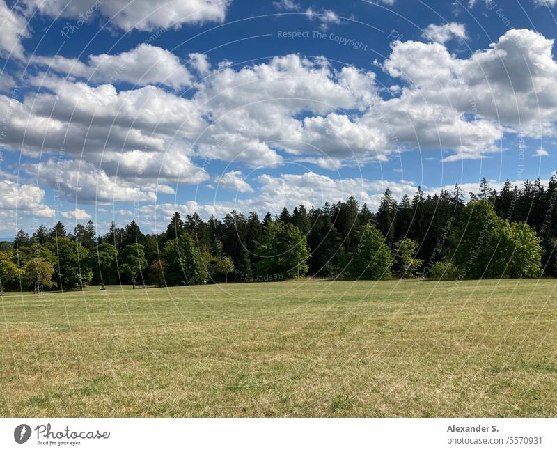 Meadow at the edge of the forest under a cloudy sky Forest Edge of the forest Black Forest trees Landscape Nature Freudenstadt Green Clouds Clouds in the sky