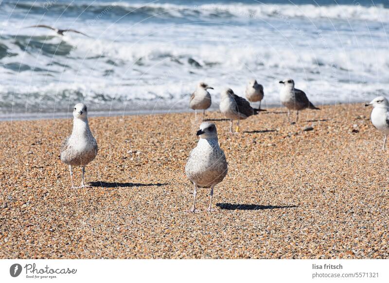 Mine Mine Mine Gull birds Seagull Beach Ocean Water Tourism Vacation & Travel Nature animals coast Exterior shot Portugal