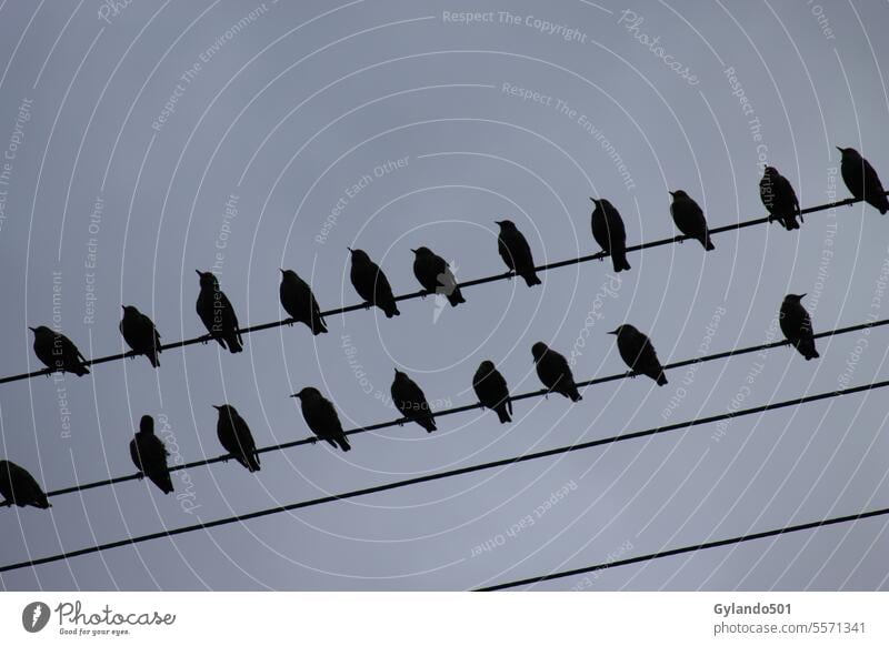 birds Bird Wire Sky Blue - a Royalty Free Stock Photo from Photocase