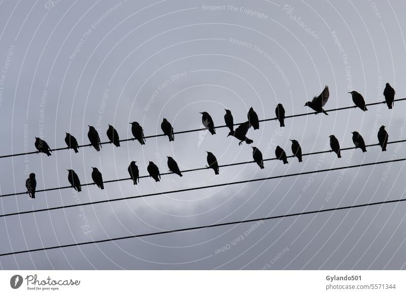 Starlings gather before flying off to their winter quarters Stare bird migration Flock Wire Silhouette animal world Black Birds amass Flying Migration animals