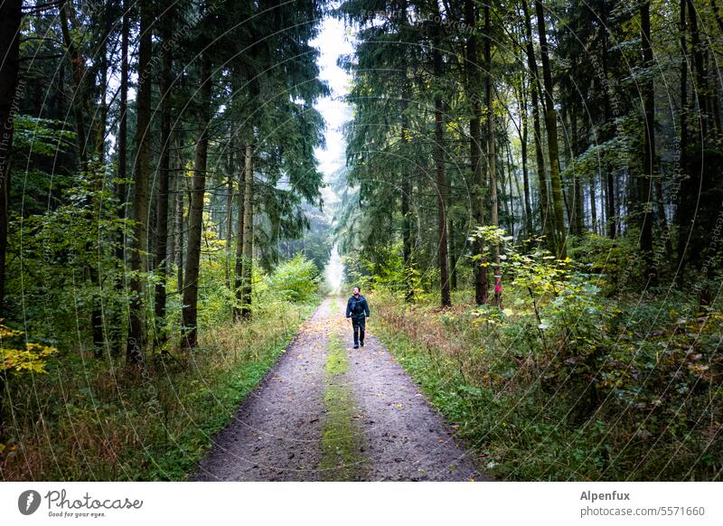 Forest fox forest path trees off Hiking Landscape Nature Tree Relaxation Exterior shot Lanes & trails To go for a walk Loneliness Calm Environment Footpath