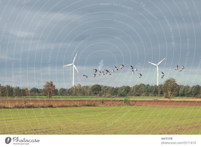 Autumn time | Group of cranes flying low in front of 2 wind turbines Nature Landscape Beautiful weather animals birds Migratory birds low flying small group