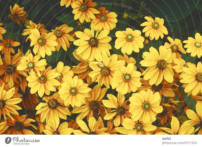 Charge batteries Sunbathing sunbathe blossoms open sunwards flowers Rudbeckia Yellow Nature Blossoming heyday natural light daylight naturally Delicate Many