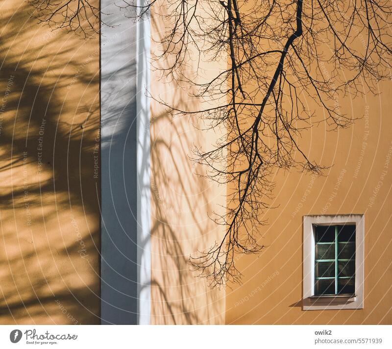 Lohsa Church Wall (building) Wall (barrier) Tree Shade of a tree Twigs and branches Facade Lausitz forest Eastern Saxony Exterior shot Colour photo Deserted Day