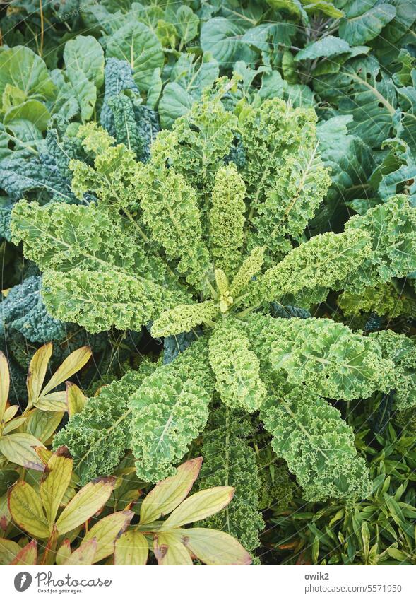 green stuff Garden Kale Vegetable Food Nutrition Healthy Fresh Green Growth Agricultural crop Plant Nature Colour photo Close-up naturally Delicious Deserted