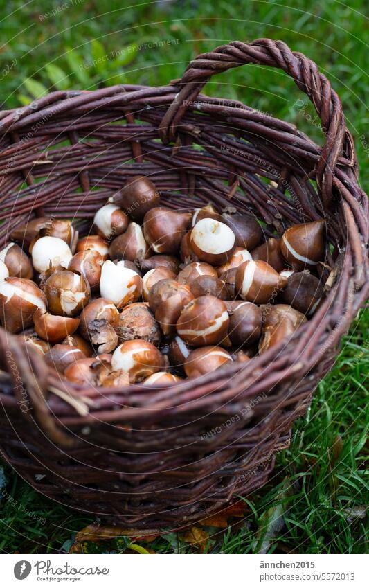 A brown woven wooden basket stands on a green lawn and is filled with tulip bulbs Grass Green Nature Exterior shot tulips Onion Spring flowering plant plants