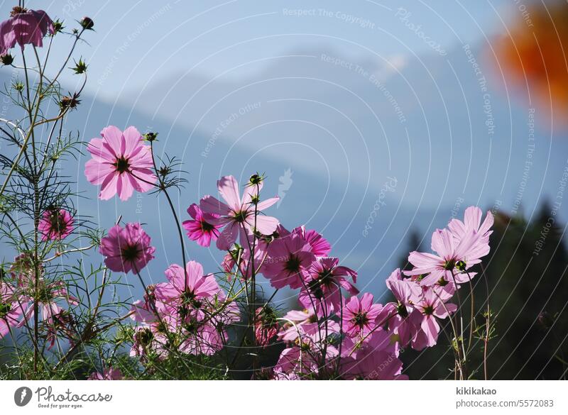 Cosmea with mountain view Cosmos blossoms mountains Back-light Blossom Pink pink outlook summer flower Summer bloom Delicate Blue sky Sky
