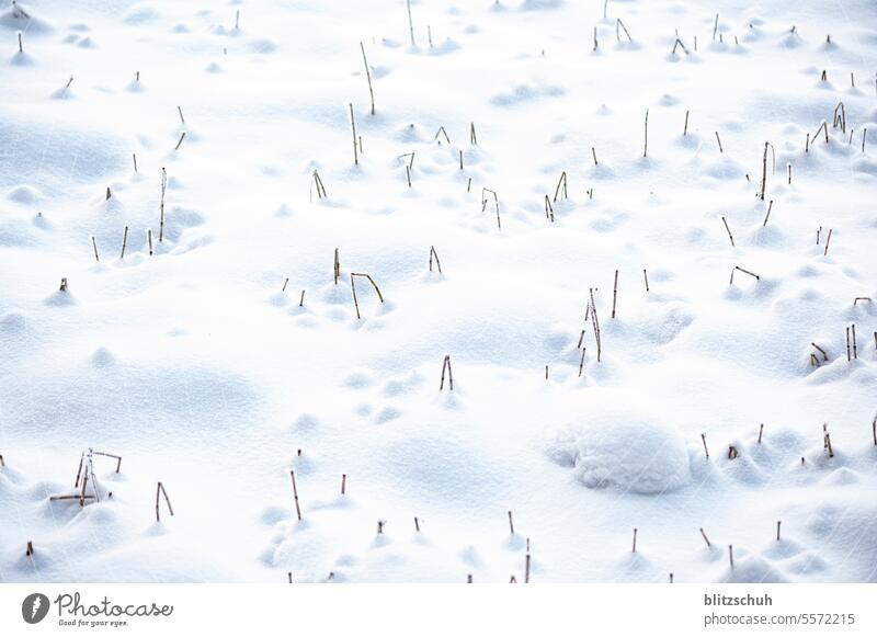 Bent reeds protrude from the snow Snow Winter Cold Ice Tracks Landscape Nature White Frozen Frost Snowscape Snow photo snow picture Reeds with snow Winter mood