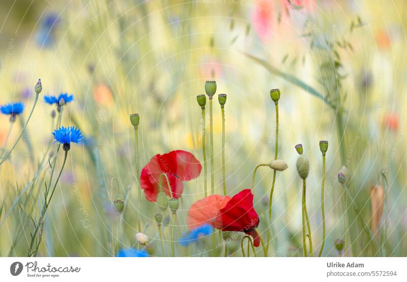 Mo(h)ntag | Poppies in a wildflower meadow with cornflowers flooded with light Deserted Exterior shot Colour photo Red Blue Blossoming Cornflower Poppy field