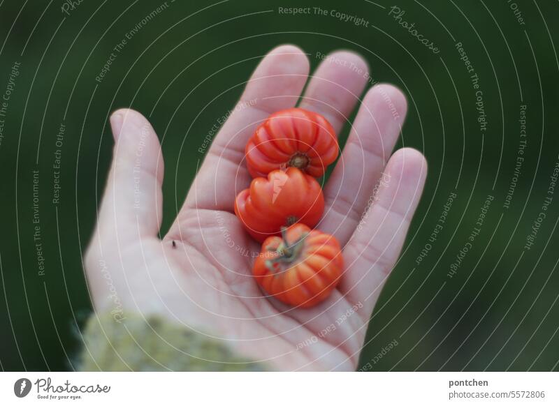 three small tomatoes in one hand. harvest from your own garden. home-grown Harvest Garden Small Red Green stop Pride present Domestic farming regionally organic