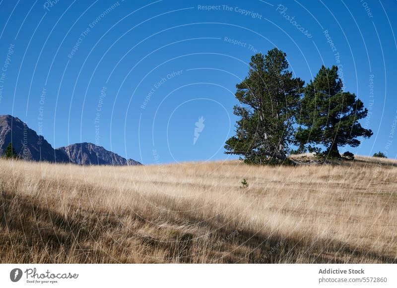Pyrenees mountain landscape with trees peak nature outdoor scenery hill elevation terrain grass blue sky meadow slope highland wilderness backdrop Pic de Pinetó