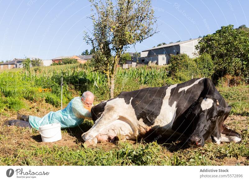 Veterinarian tends to cow on Galician farm veterinarian equipment rest ground natural livestock man work health care outdoor agriculture rural professional