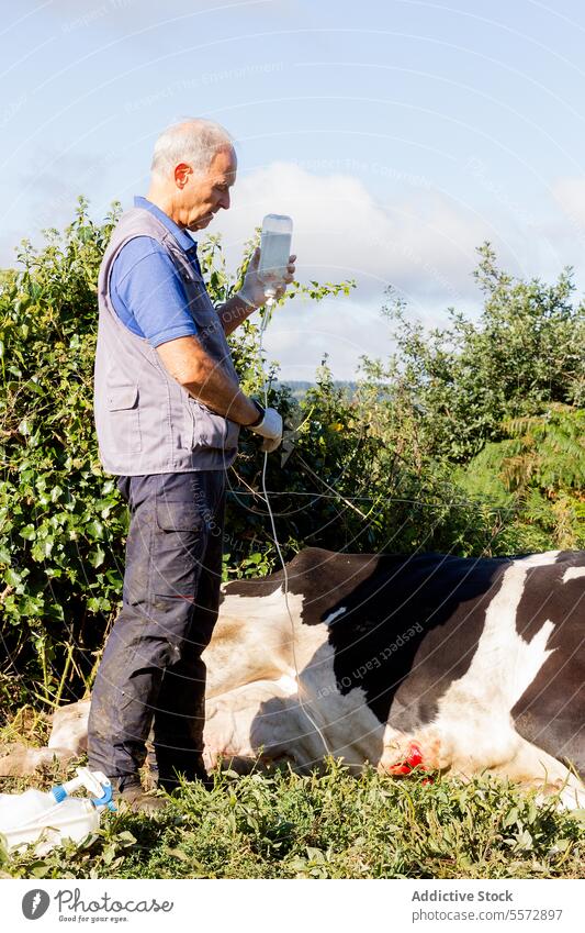 Veterinarian with bottle examining cow in Galicia veterinarian pasture greenery examine livestock farm professional man focus standing work care health field