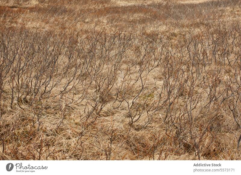 Dry plants and grass on brown landscape meadow dry root iceland tranquil nature environment travel destination remote from above full frame peaceful plain dead
