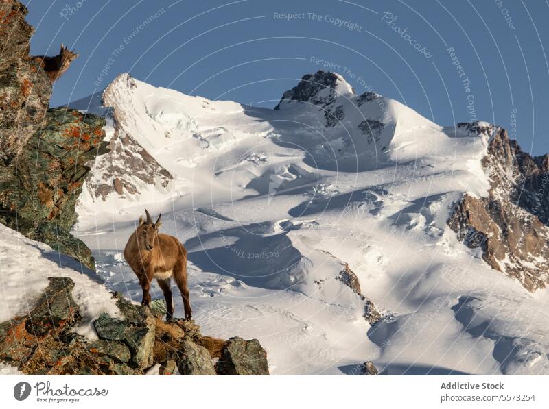 Brown goat standing on a rocky cliff brown grazing mountain animal sunlight wildlife mammal nature natural fauna horn detail cold wild animal herbivorous