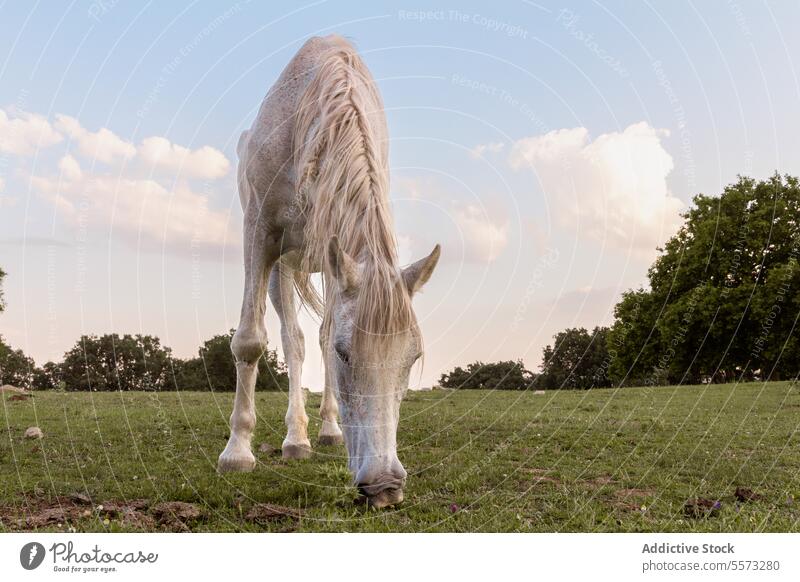 White horse grazing in meadow Horse white green mane trees background blue sky cloud animal equine pasture field nature tranquil mammal rural landscape outdoor