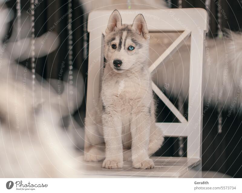 husky puppy sitting on a white chair against a background of a ring of white faux fur Christmas Siberian Husky Siberian husky puppy animal artificial fur