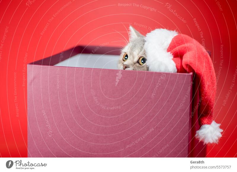 british shorthair cat in a Santa hat in a gift box on a red background Christmas New year animal big box cat in box celebration couch crouch cute decor