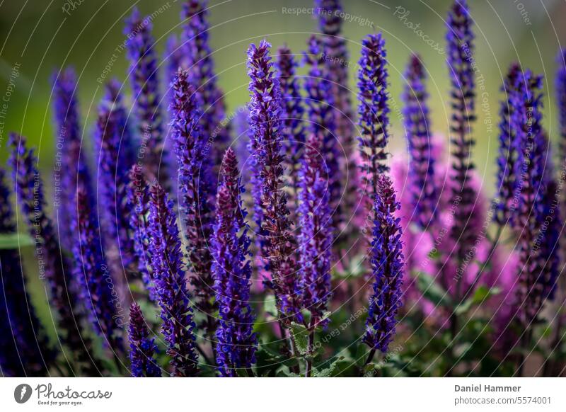 Flowering sage (Salvia officinalis) Plant Sage Violet Summer purple Nature Garden pretty Blossoming Fragrance blossoms naturally Insect-friendly purple flowers