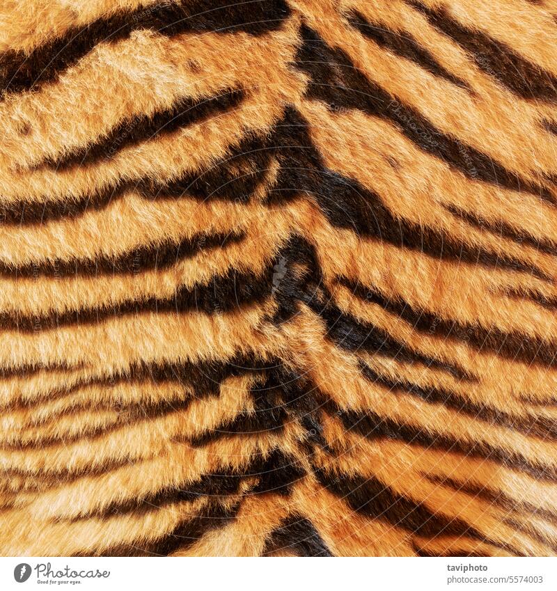 black stripes on tiger skin Abstract Animal Asia Asian background Beast pretty Beauty & Beauty Beige Bengal Black Brown Carnivore Cat Close-up Colour colourful