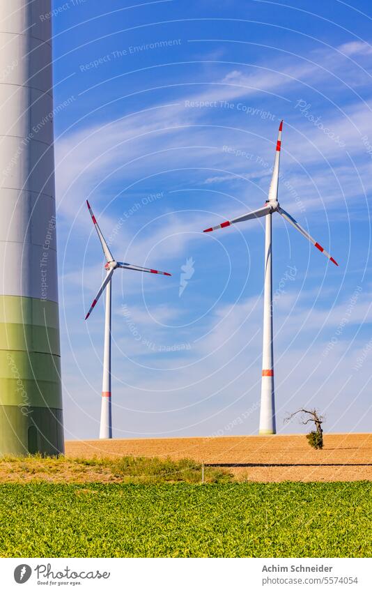Lonely tree in dry field next to huge wind turbines in sunshine as upright image nature artificial agriculture natural blight structure lonely old rural
