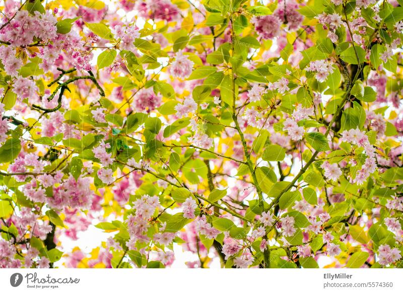 Delicate cherry blossoms in spring Cherry blossom Spring Pink Blossom Nature Cherry tree Tree Spring fever Fragrance Blossoming Colour photo Park Plant