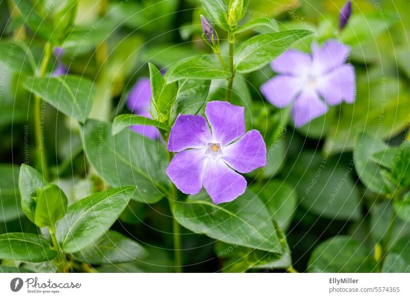 Small periwinkle - Vinca minor. Close-up of a flowering plant. Small evergreen Evergreen Blossom Green Leaf naturally Nature Plant Garden background Summer