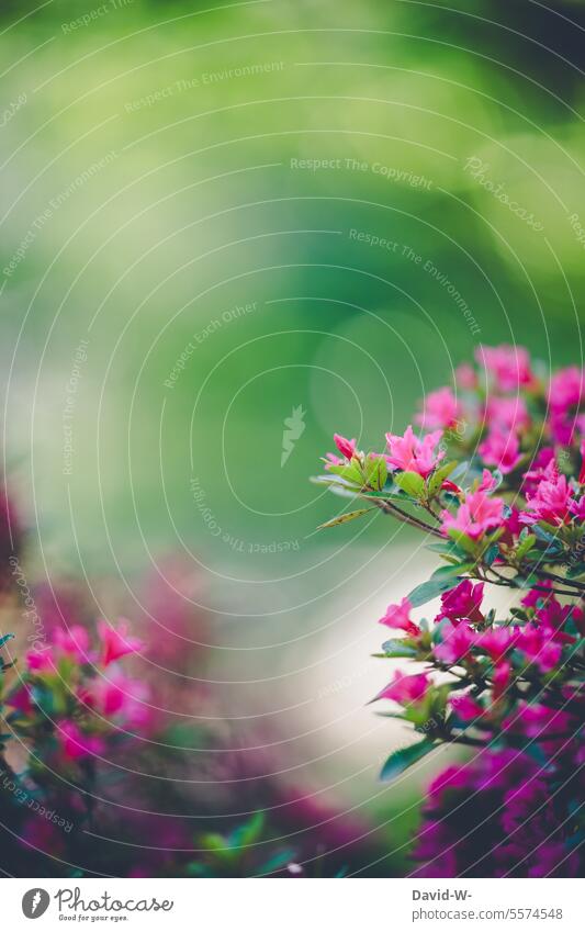 pink flowers against a blurred green background in summer blossoms Summer bokeh Blossoming pretty Delicate Spring Plant Nature