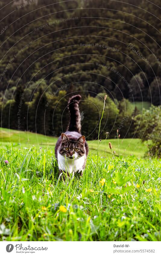 Cat on a green meadow in nature Nature Meadow Outdoors Grass Green Lawn roam Freedom contented Animal Forest
