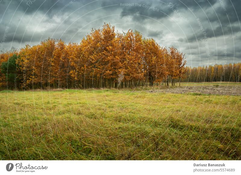 Meadow and autumn forest on a cloudy day tree grass meadow nature sky field outdoors environment landscape season overcast no people fall weather rural country