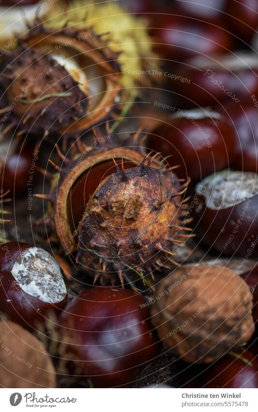 collected chestnuts and a walnut Walnut autumn fruits Autumn amass Sense of Autumn Nature Autumnal autumn mood October autumn colours Brown garnered Thorny